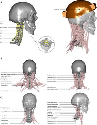 Sensitivity of the Cervical Disc Loads, Translations, Intradiscal Pressure, and Muscle Activity Due to Segmental Mass, Disc Stiffness, and Muscle Strength in an Upright Neutral Posture